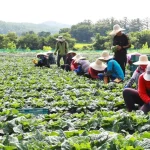 Trả công 3,6 triệu đồng/ngày, nông trại Hàn Quốc vẫn thiếu người làm